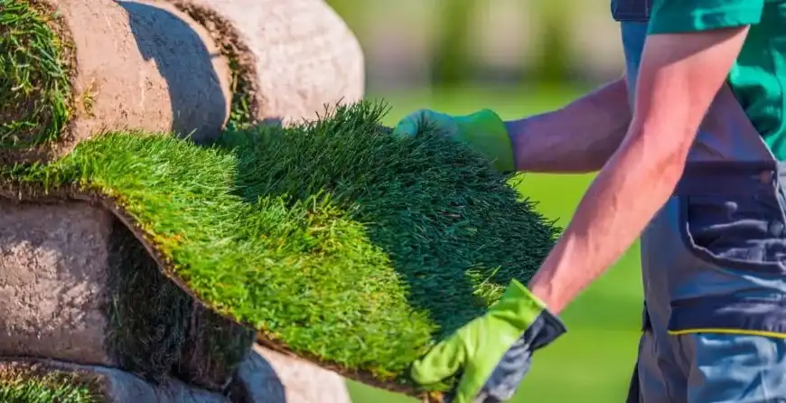 زراعة التيل الصناعي