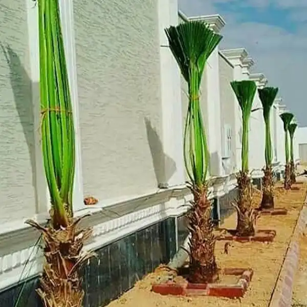 مشروع تنسيق حديقة 14