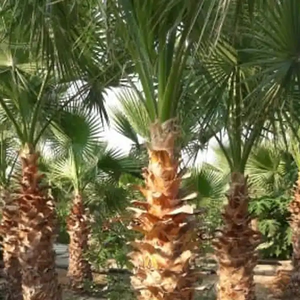 مشروع تنسيق حديقة 15